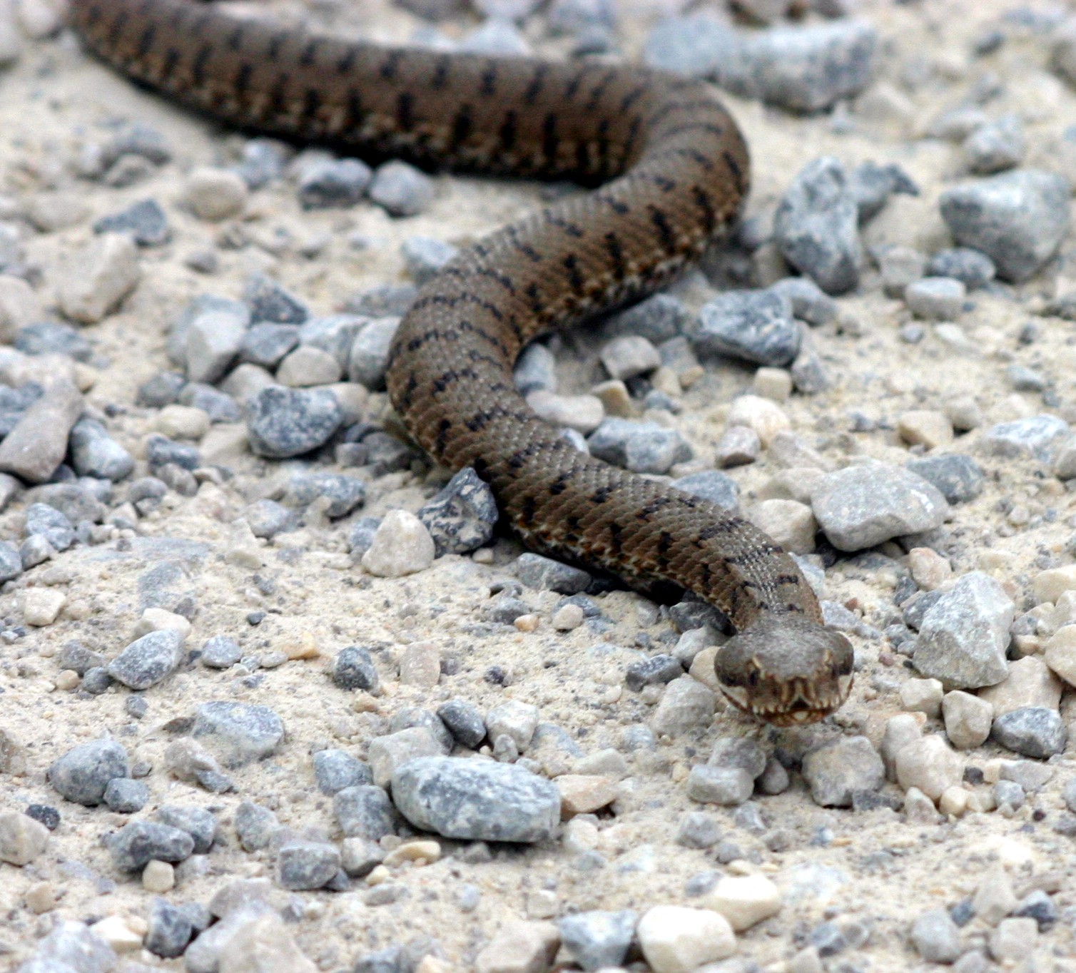 Vipera Aspis