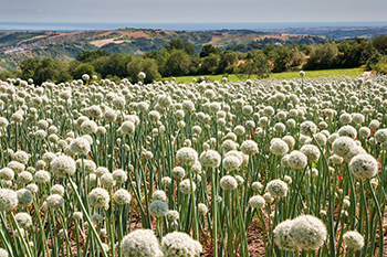 Parco Nazionale delle Marche