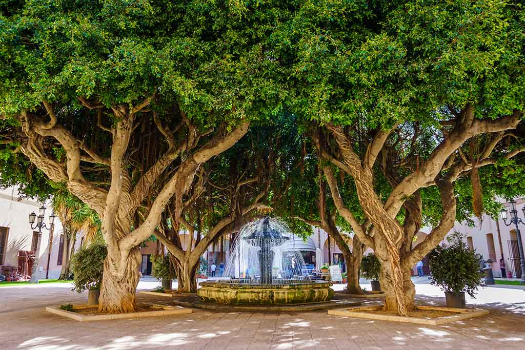Fontana sotto alberi centenari di Marsala