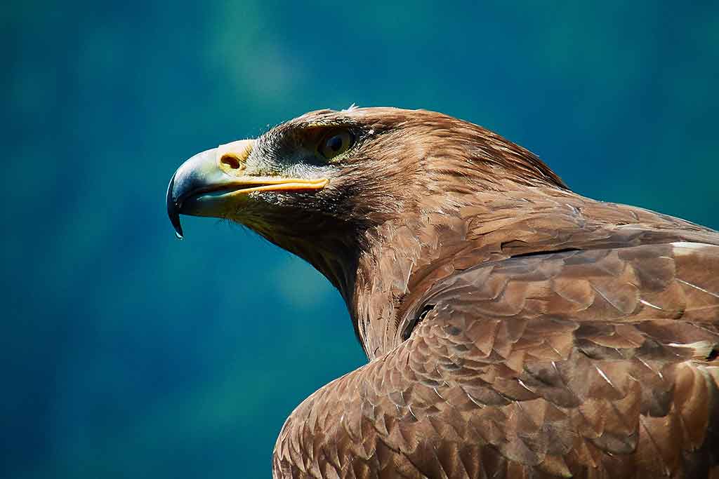 Aquila Chrysaetos