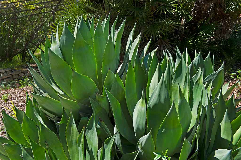 Ligurie, Jardins botaniques Hanbury Vintimille
