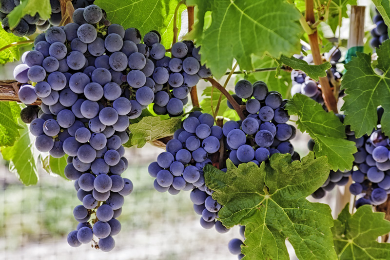 Grappoli d'uva
