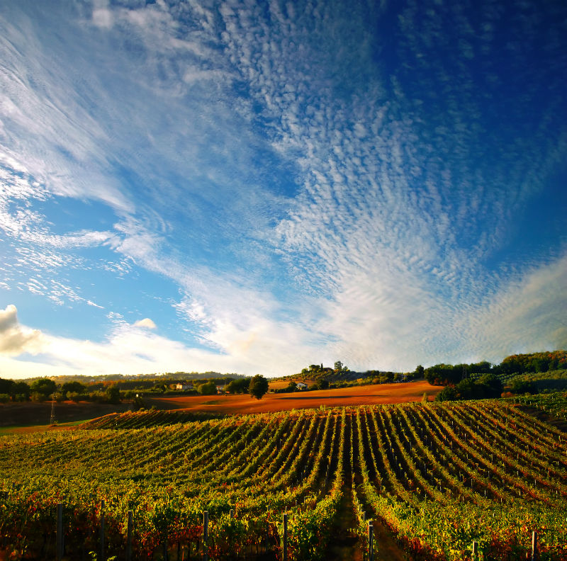 Vigneti Umbria