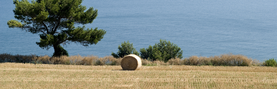 Il paesaggio collinare delle Marche