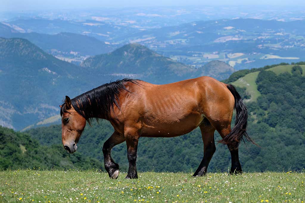 Monte Cucco, Pian delle Macinare (Costacciaro)