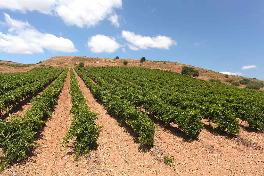 Avola, Siracusa, territorio agricolo coltivato a vite per la produzione del vino Avola