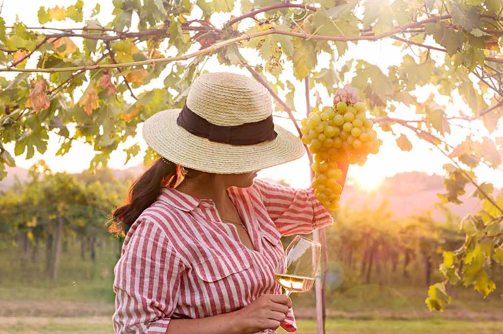 Barengo Vineyards, Novara