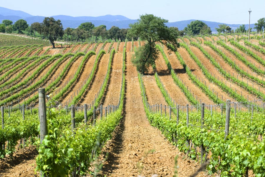 Maremma