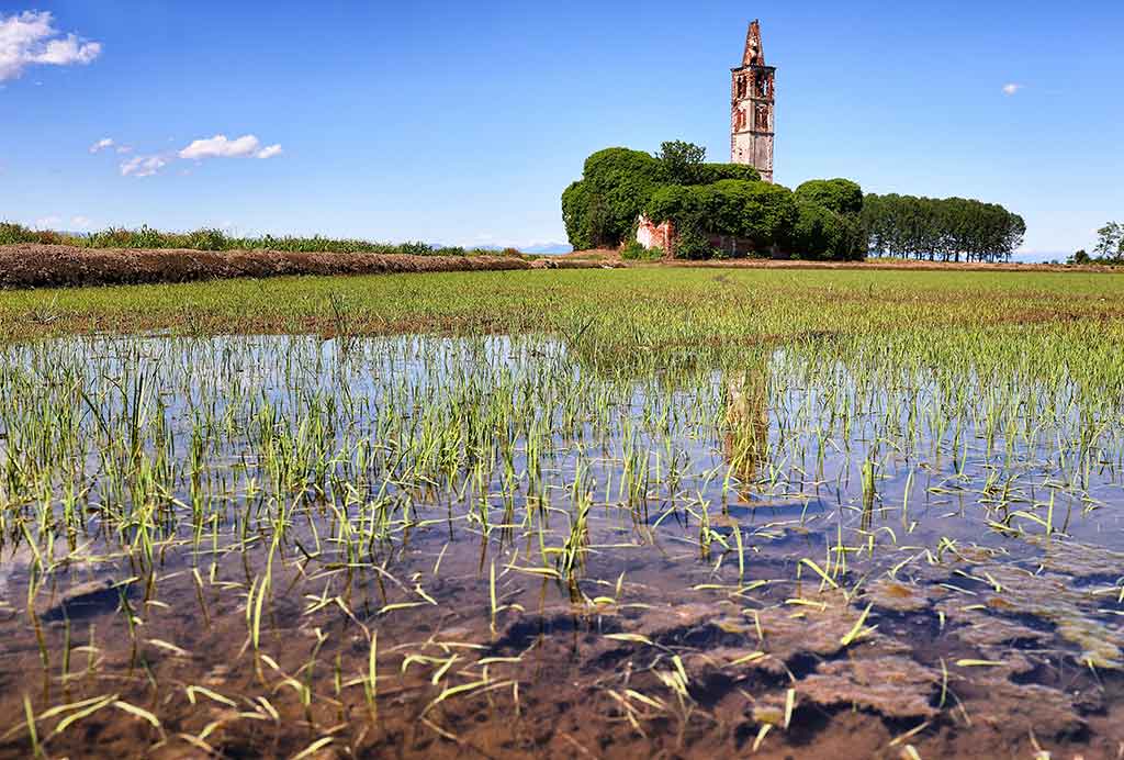 Calaeggio, Novara, risaie