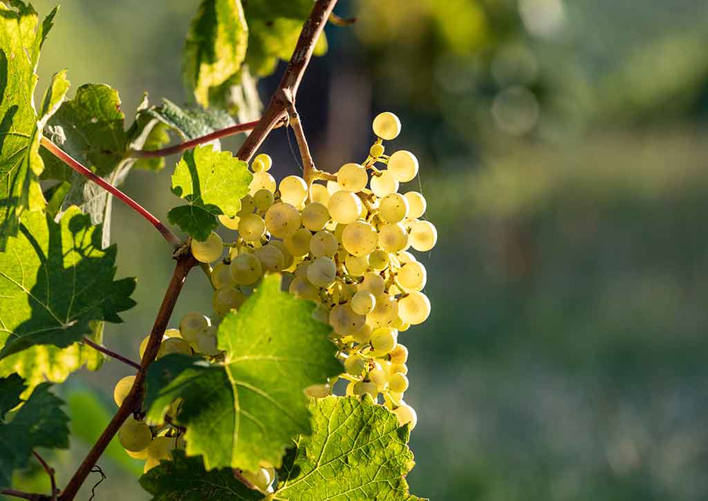 The province of Treviso, known for the production of Prosecco