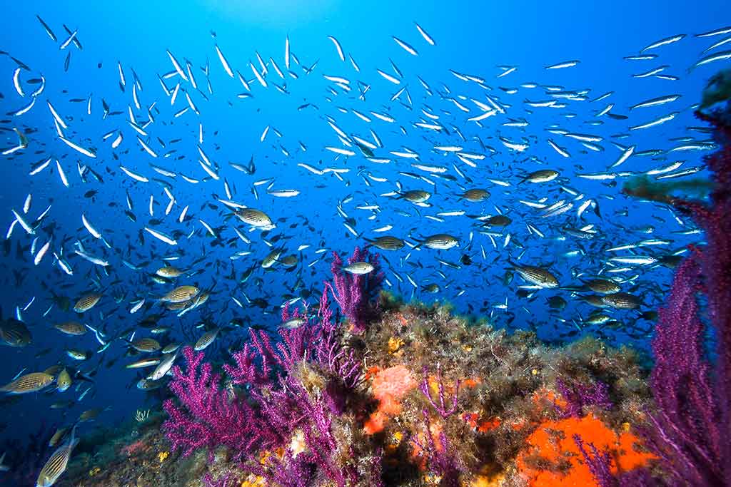 Diving a Taormina e Naxos