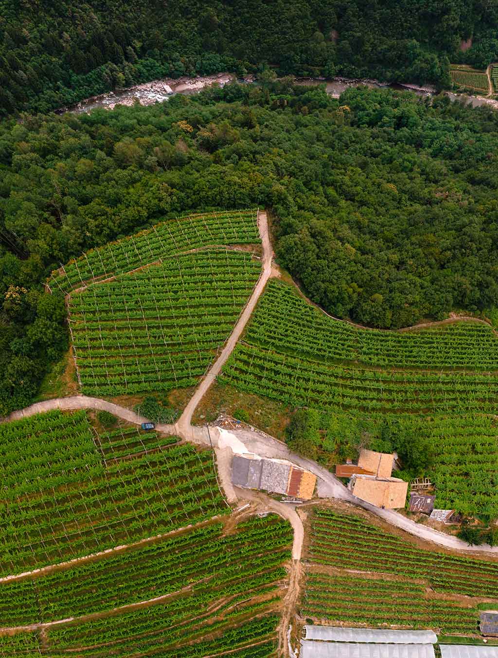 Faver, Trento, vineyards perched on the mountain