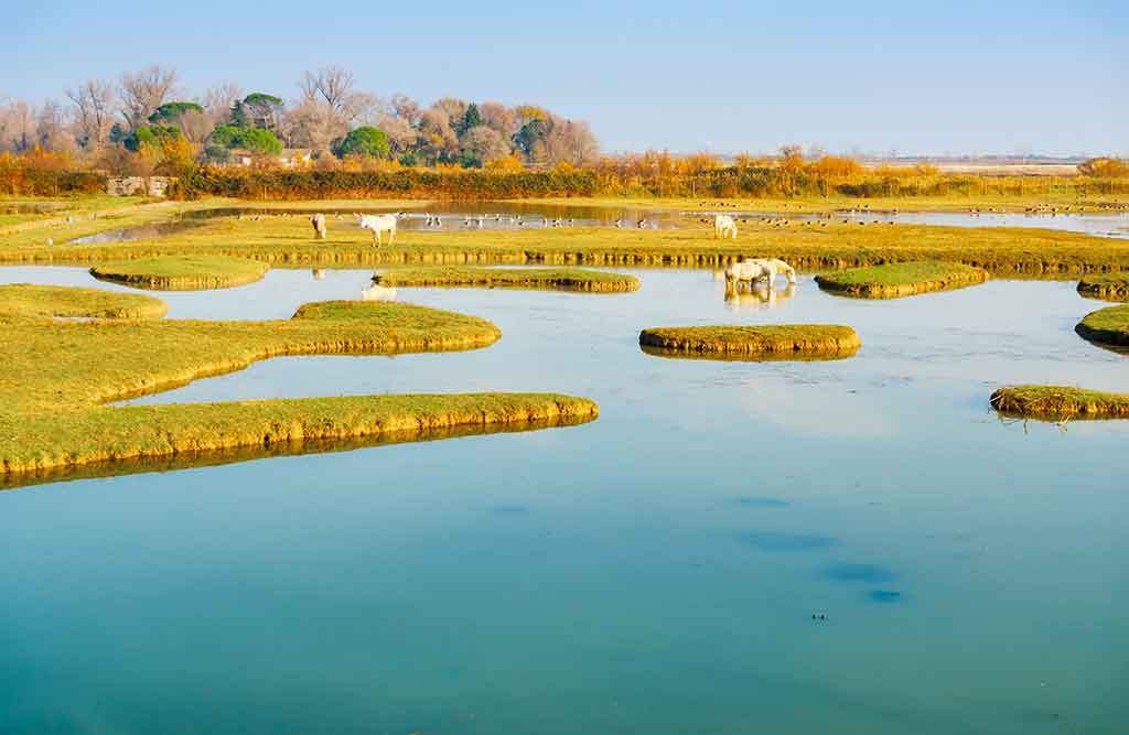 laguna di Grado, Isola di Cona