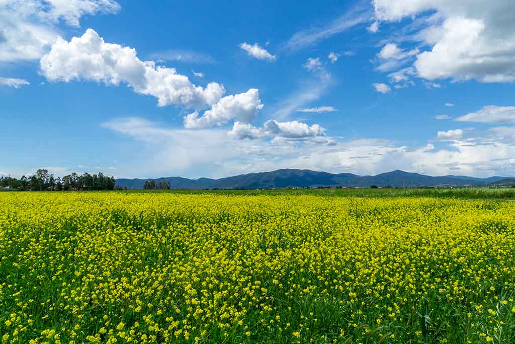 Grosseto, paesaggio della Maremma