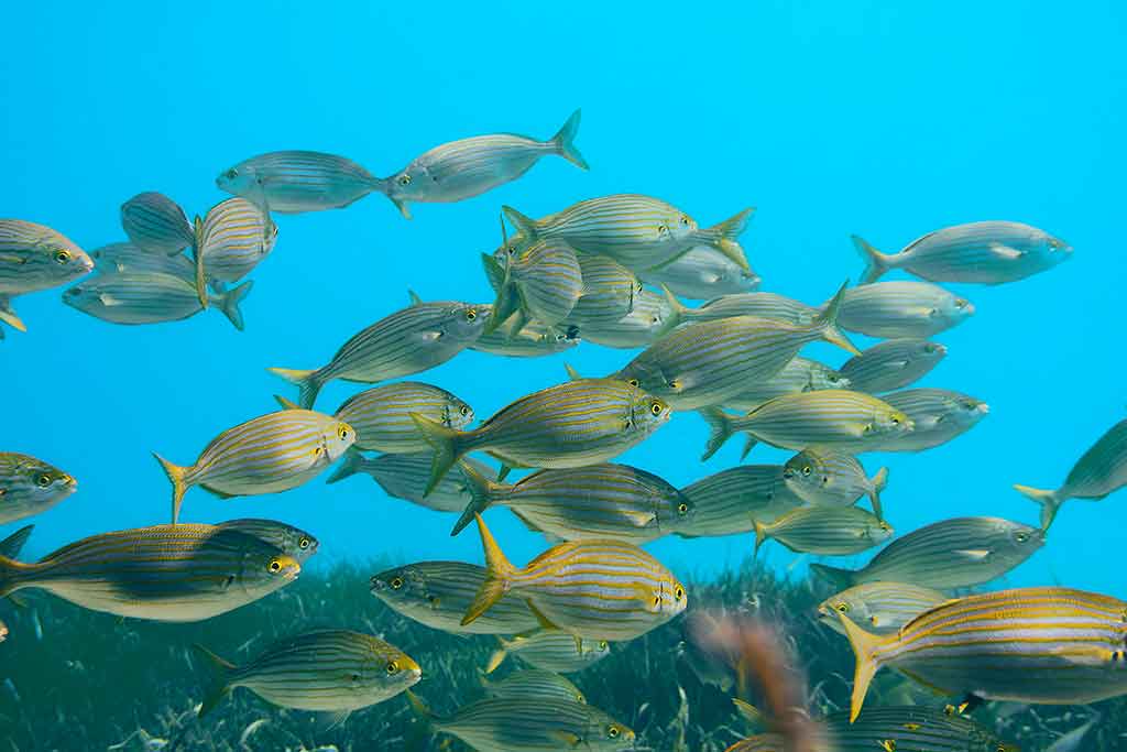 lampedusa, banco di pesce Salpa