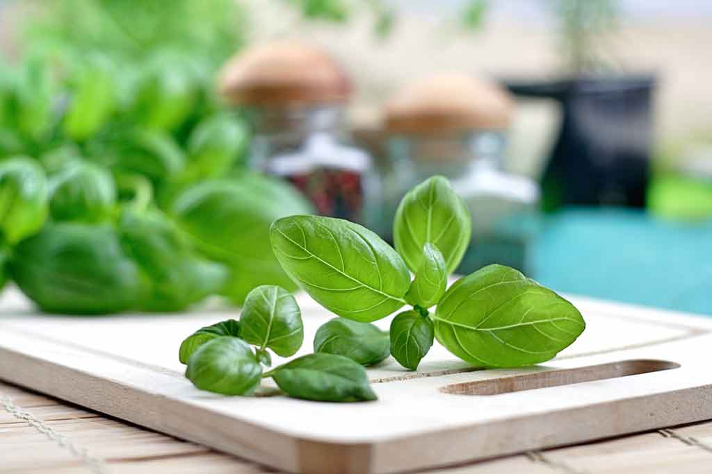 Ligurie, basilic