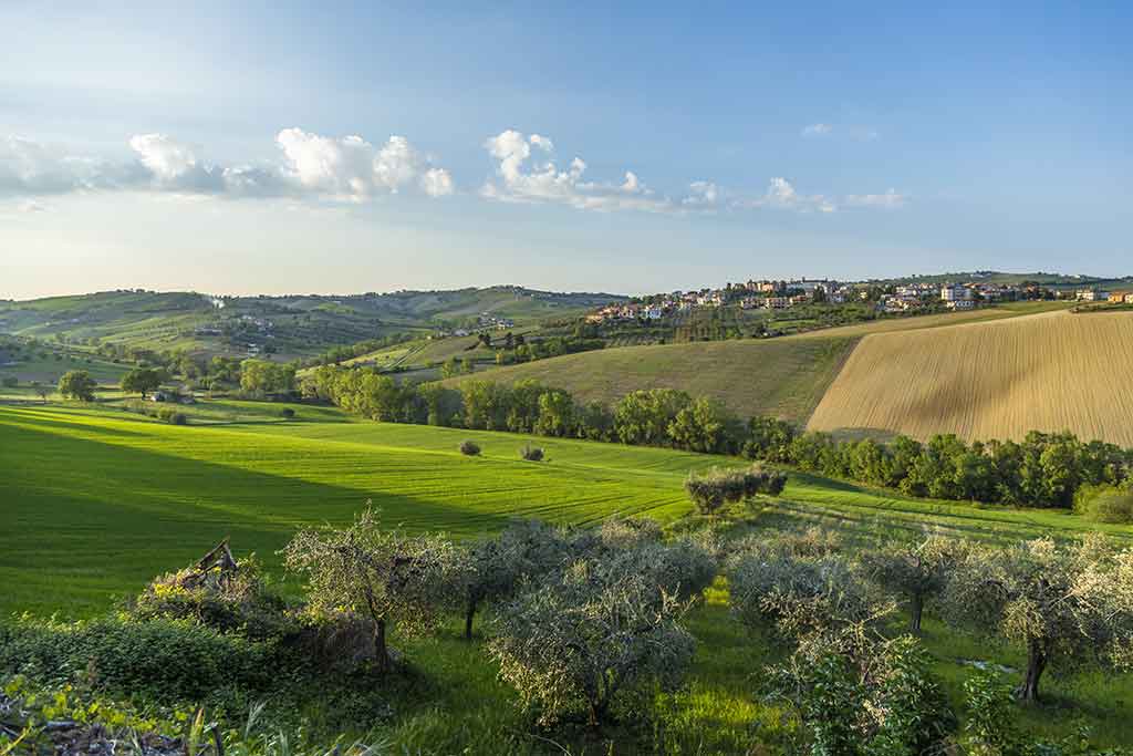 Ascoli Piceno uliveti delle Marche