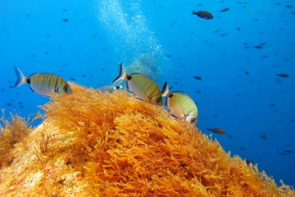 Pantelleria, spettacolo marino