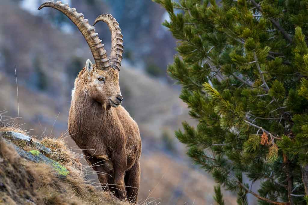 Ibex alpino