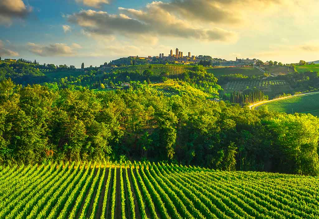 San Gimignano, Viñedos