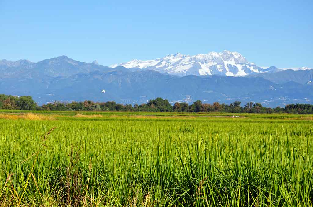 Verceil, rizières et Monte Rosa