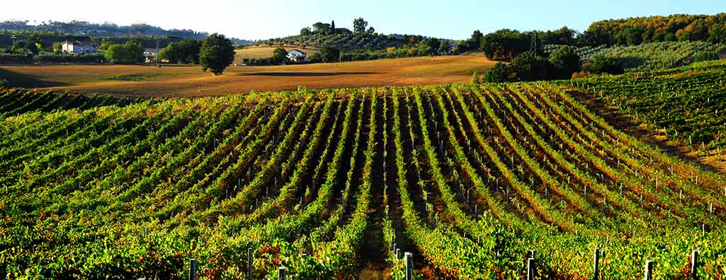 Vignobles de Cesanese di Olevano Romano DOC