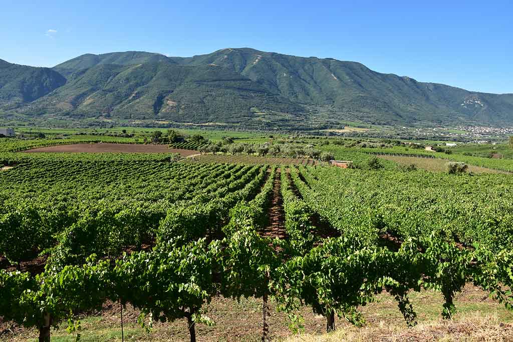 Vigneti in provincia di Benevento