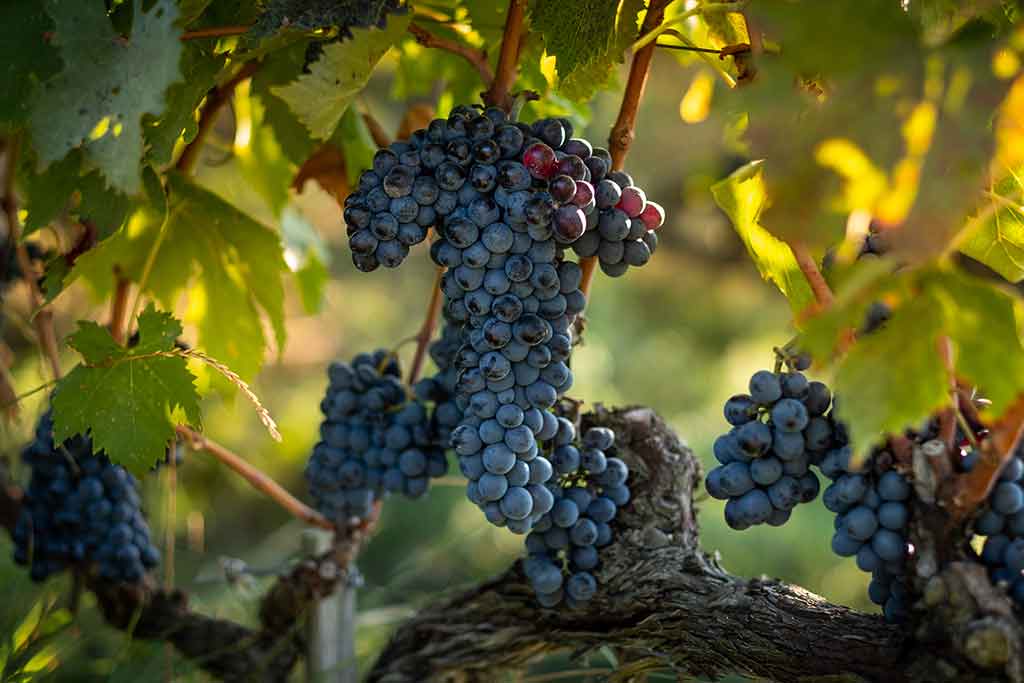 Montalcino, viñedos sangiovese