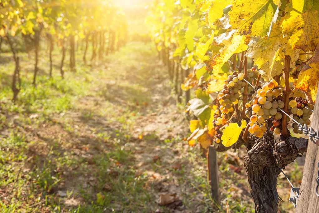 Variedad de uva Soave