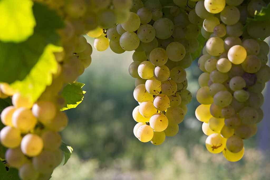Cépage blanc piémontais Erbaluce originaire de Canavese